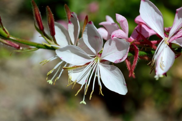 Gaura Lindheimer Wandflower Whirling Butterfly by Michelle K Wood